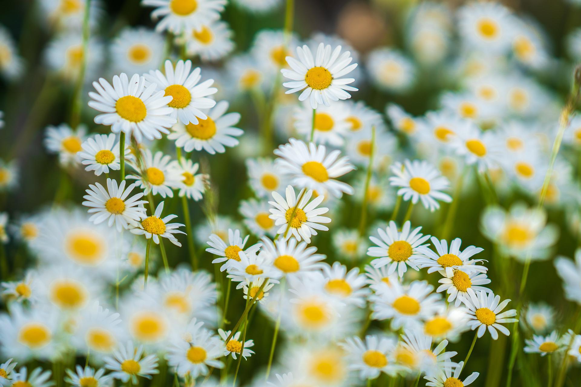 daisies-gaebfdc900_1920.jpg